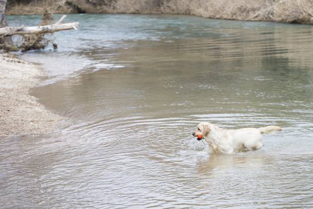 pan-labrador-trillo-2019-14
