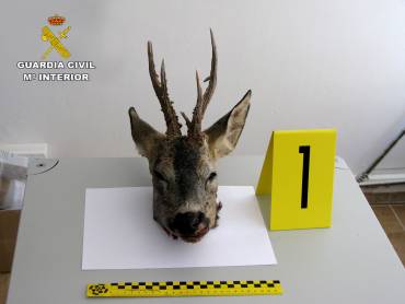 2019-04-11 Foto archivo corzo