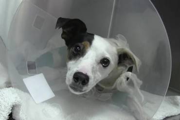 Roy el perrito que fue disparado por un cazador hospitalizado de urgencia en Guadalajara