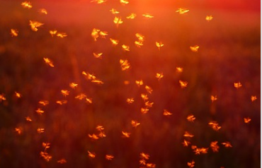 nube mosquitos