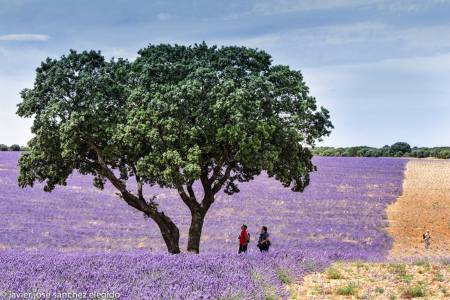 Brihuega-lavanda1