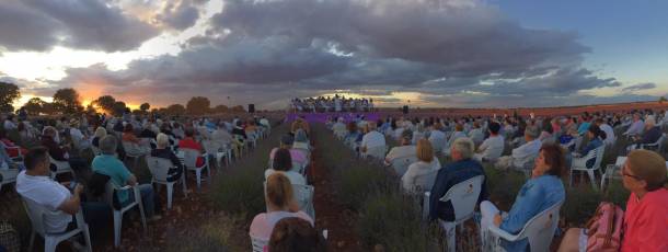 bamda-brihuega-lavanda2