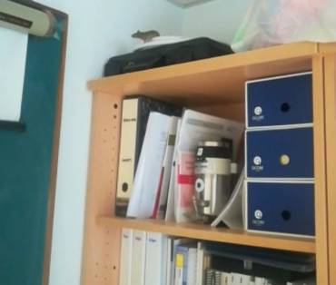 Foto ratas Hospital 1