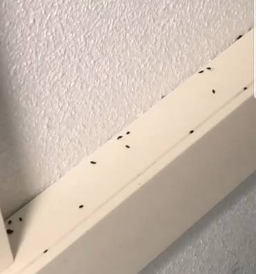 Foto ratas Hospital 2