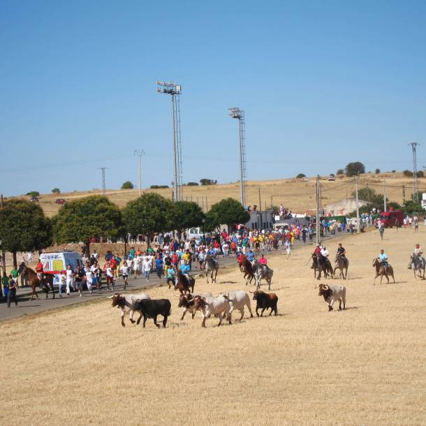 Encierro por el campo en Horche. El fallecido seguía el encierro, como decenas de personas, desde el paseo con árboles que figura en la izquierda de la fotografía. / Archivo GUDiario. Horche-encierrocampo