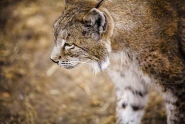 iberian-lynx-1203999 1920