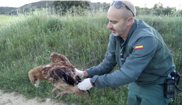 aguila calzada guardia civil 20200508