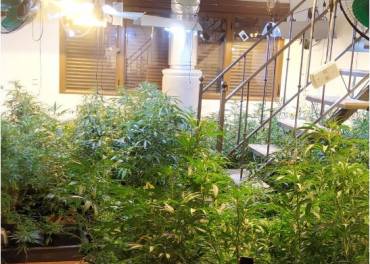 marihuana-fuentenovilla