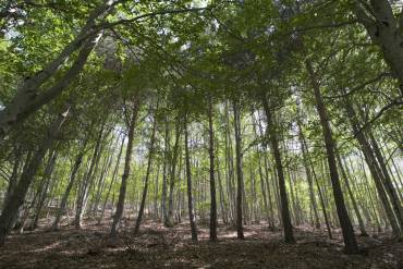 Hayedo de la Tejera Negra 2