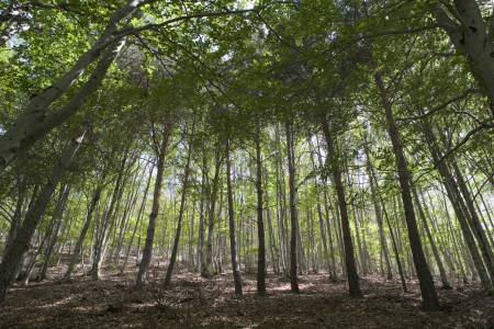 Hayedo de la Tejera Negra 2