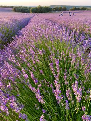 brihuega lavanda 2020 info si