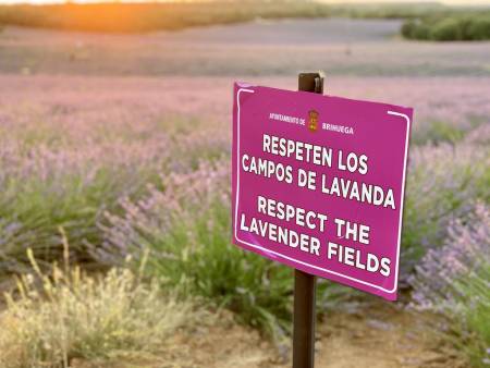 lavanda brihuega 2020 cartel