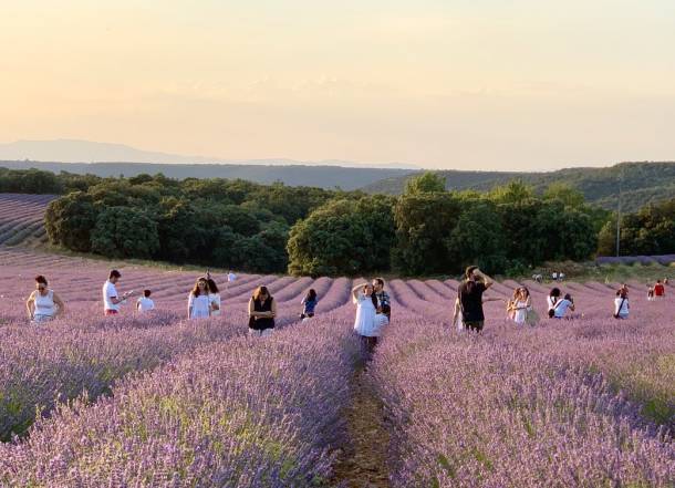 lavanda brihuega gente 4