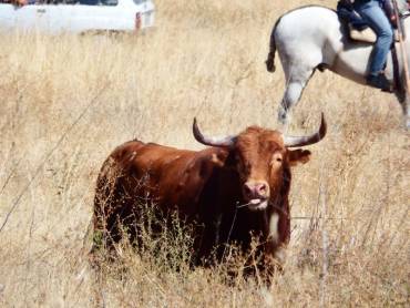 encierros-yunquera