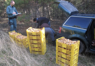 INcautacion setas atienza