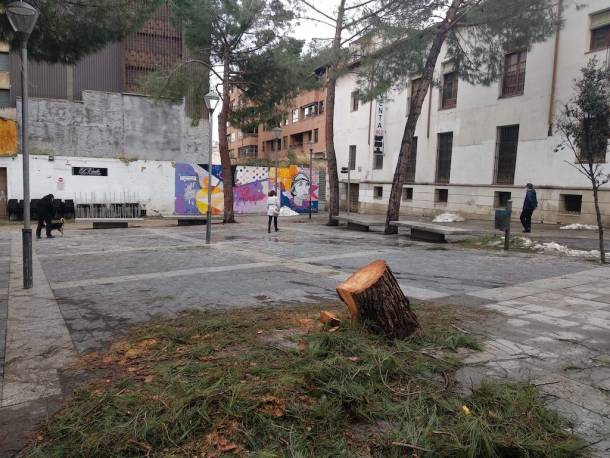 arboles tanados en plaza san esteban por temporal