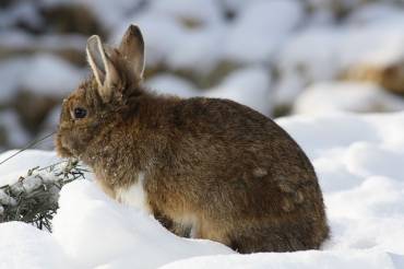 conejo caza nieve