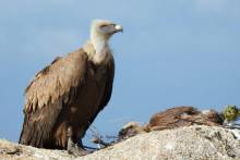Buitre leonado 11