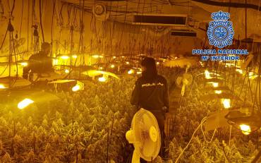 plantacion marihuana guadalajara capital