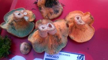 Níscalos Setas exposición Foto Asociación Aquaignis