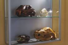 CIPAT Centro arqueológico Tamajón 3