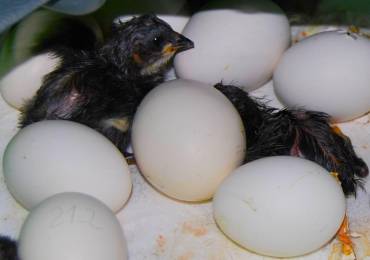 Gallina Negra Marchamalo