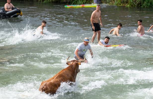 vacas tajo trillo 2022-1 1