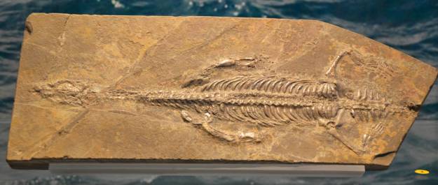 20191014 Lariosaurus balsami JM Cazarra 0 1