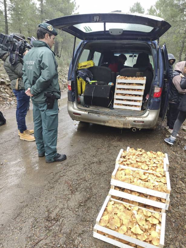 Guardia Civil níscalos cogolludo 3