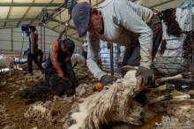 esquileo ovejas nacho izquierdo