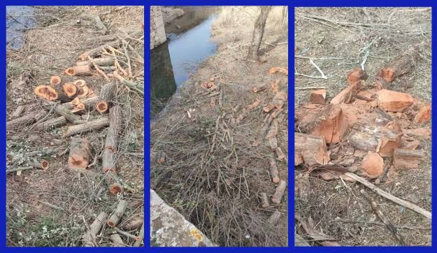 Desbroce río Henares