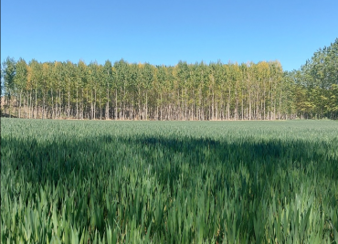 sequia campo agricultura