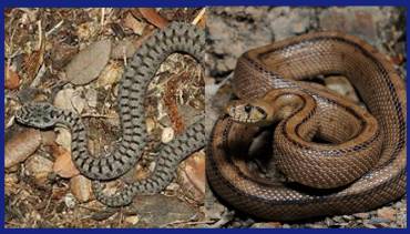 Víbora y Serpiente de Escalera Tendilla