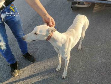 Guardia Civil furtivos Galgos Quer 3