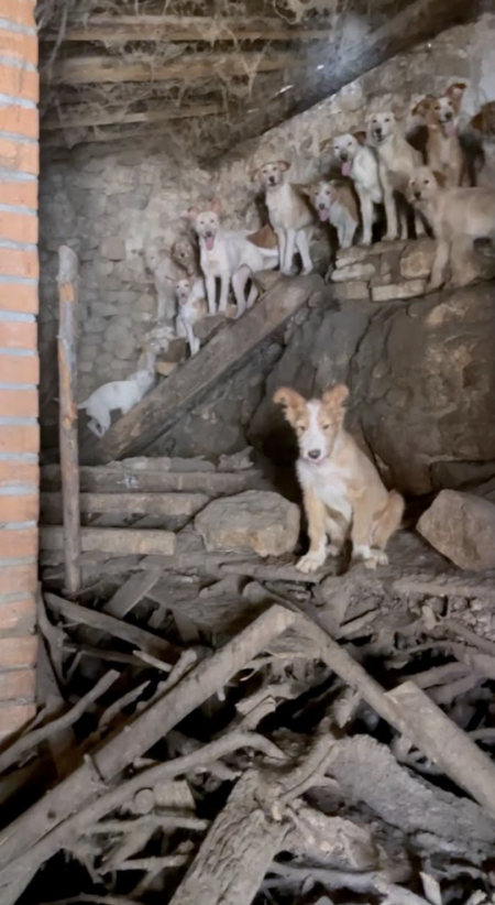 perros hacinados 1