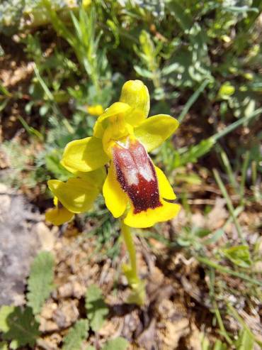 Orquídeas silvestres Sierra Norte 2