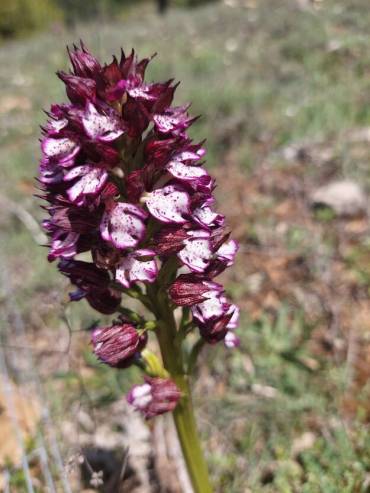 Orquídeas silvestres Sierra Norte 3