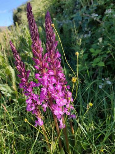 Orquídeas silvestres Sierra Norte 4