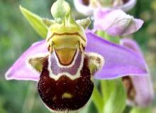 Orquídeas silvestres Sierra Norte 5 1