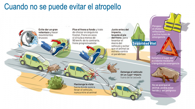 infografia atropello animal