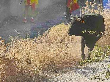 Encierro de Brihuega Foto Félix Calvo 1
