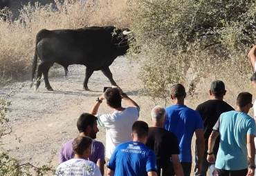 Encierro de Brihuega Foto Félix Calvo 3 1