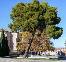 Pino singular Plaza de España Foto Ayto GU