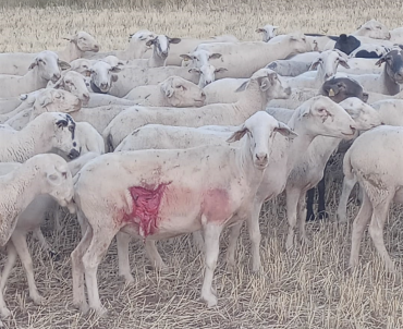 oveja ataque lobo