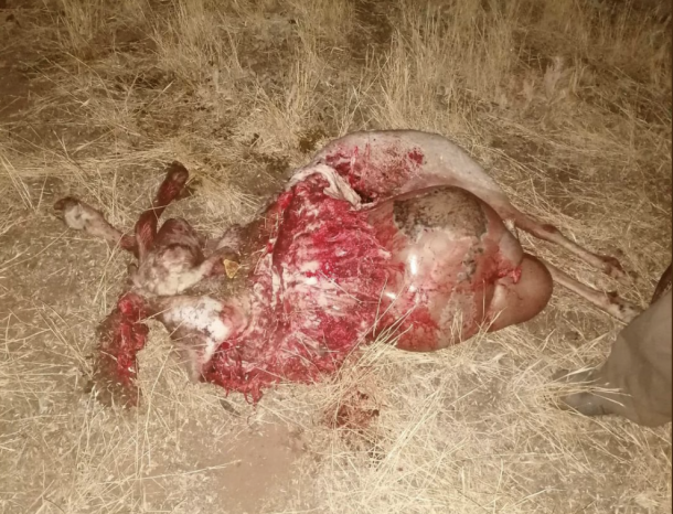 oveja devorada por lobo en Miedes de Atienza