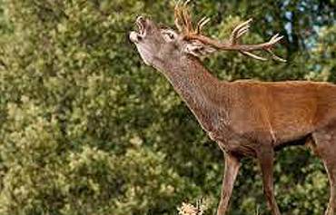 Berrea Foto Turismo de castilla La Mancha