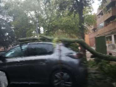 Árbol caído Calle cardenal Glez Mendoza Twiter ilopezp23