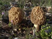 Morchella esculenta seta