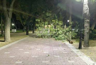 Parque de La Concordia-Tormenta - Ramas árboles 1
