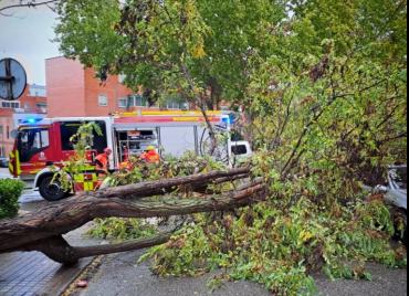 arbol caido sobre coche